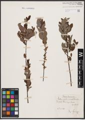Foto von Salix aurita L. x Salix myrtilloides L.